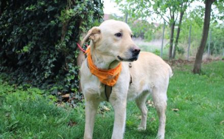 Aufgeschlossener Pinkman sucht Familienanschluss