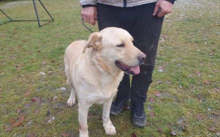 Aufgeschlossener Pinkman sucht Familienanschluss