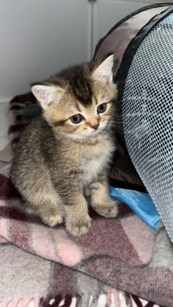 Britisch Kurzhaar Kätzchen