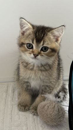 Britisch Kurzhaar Kätzchen