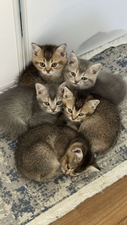 Britisch Kurzhaar Kätzchen