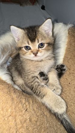 Britisch Kurzhaar Kätzchen