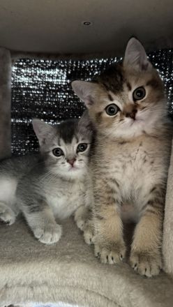 Britisch Kurzhaar Kätzchen