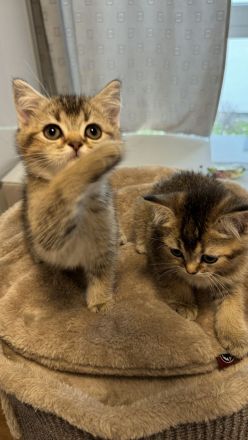 Britisch Kurzhaar Kätzchen