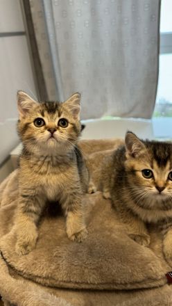 Britisch Kurzhaar Kätzchen