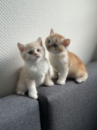 Britisch Kurzhaar Kitten