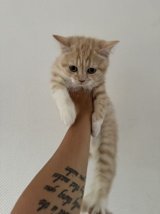 Britisch Kurzhaar Kitten