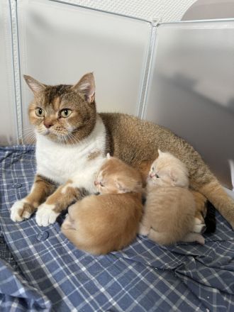 Britisch Kurzhaar Kitten