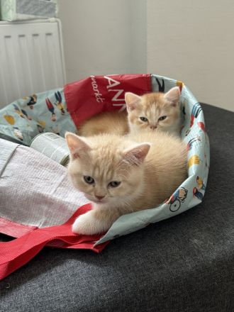 Britisch Kurzhaar Kitten