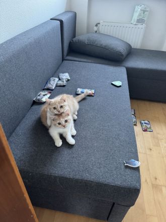 Britisch Kurzhaar Kitten