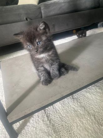 EKH Kitten Junge & Mädchen