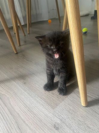 EKH Kitten Junge & Mädchen