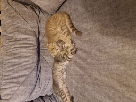 Baby Kätzchen suchen liebevolles Zuhause