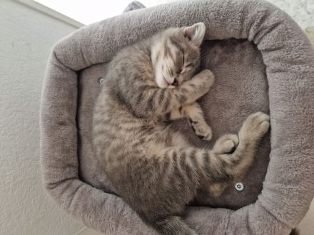 Baby Kätzchen suchen liebevolles Zuhause