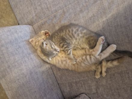 Baby Kätzchen suchen liebevolles Zuhause