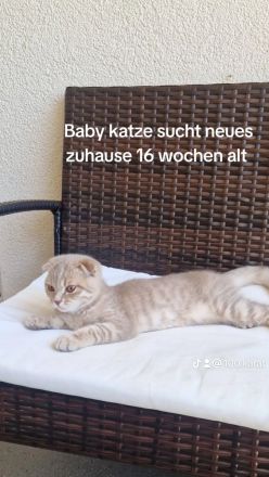 Baby Kätzchen suchen liebevolles Zuhause