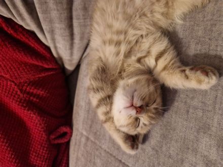 Baby Kätzchen suchen liebevolles Zuhause