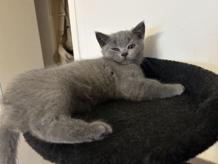 Britisch Kurzhaar (BKH) Babys - Abgabebereit