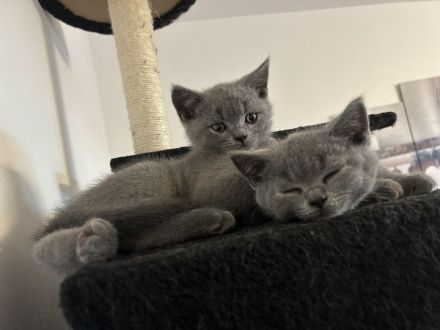 Britisch Kurzhaar (BKH) Babys - Abgabebereit