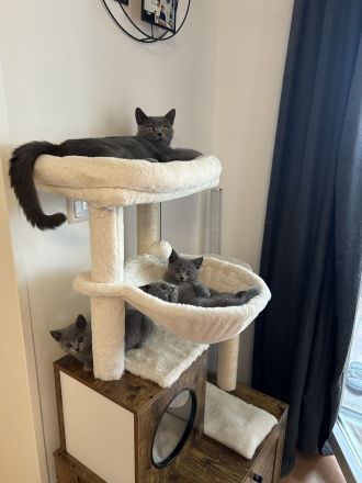 Britisch Kurzhaar (BKH) Babys - Abgabebereit