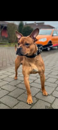 Warmes liebevolles bettchen für immer gesucht