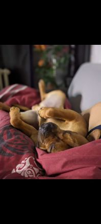 Warmes liebevolles bettchen für immer gesucht