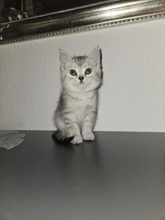 Bkh Kitten am 10.5 .24 geboren