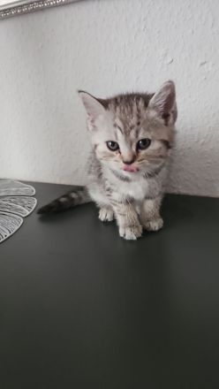 Bkh Kitten am 10.5 .24 geboren