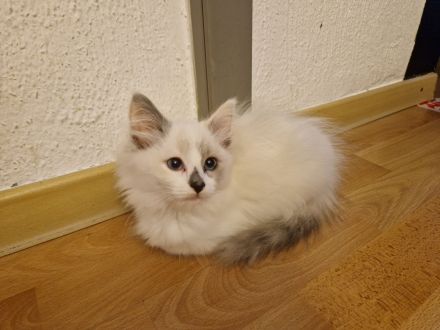 Ragdollkitten