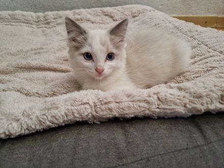Ragdollkitten