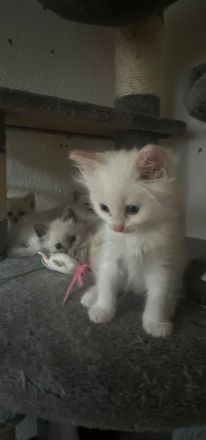 Ragdollkitten