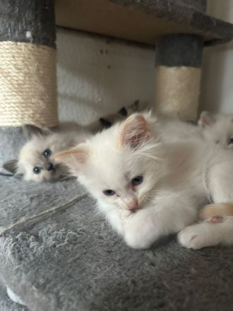 Ragdollkitten