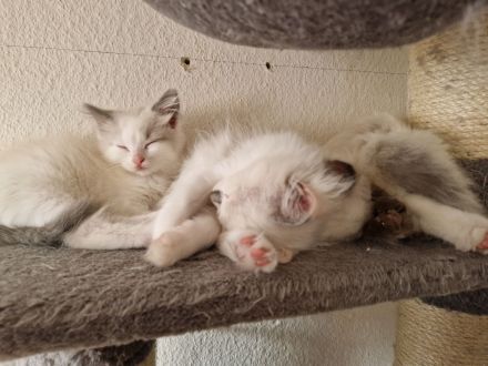 Ragdollkitten