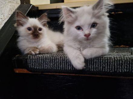 Ragdollkitten