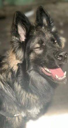 Altdeutscher Schäferhund Rüde 12 Monate alt sucht neues zuhause sv Papiere vorhanden