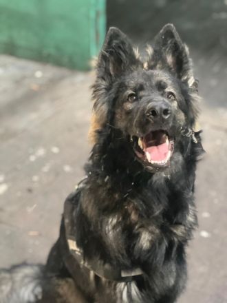 Altdeutscher Schäferhund Rüde 12 Monate alt sucht neues zuhause sv Papiere vorhanden