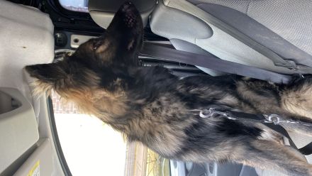 Altdeutscher Schäferhund Rüde 12 Monate alt sucht neues zuhause sv Papiere vorhanden