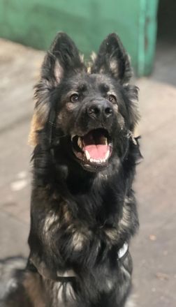 Altdeutscher Schäferhund Rüde 12 Monate alt sucht neues zuhause sv Papiere vorhanden