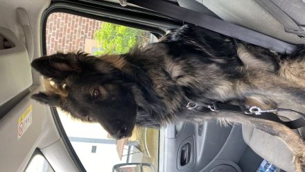 Altdeutscher Schäferhund Rüde 12 Monate alt sucht neues zuhause sv Papiere vorhanden