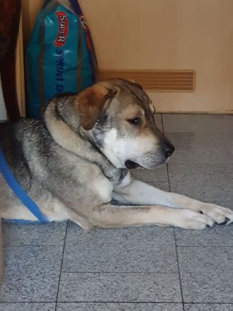 Anhänglicher Labrador-Weimaraner-Mischling sucht seinen Menschen