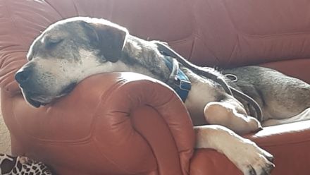 Anhänglicher Labrador-Weimaraner-Mischling sucht seinen Menschen