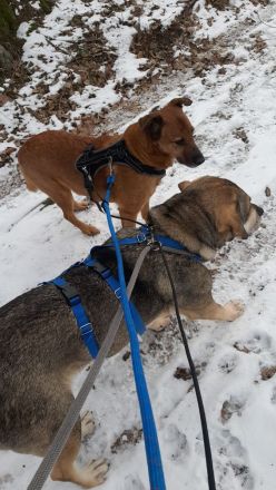 Anhänglicher Labrador-Weimaraner-Mischling sucht seinen Menschen