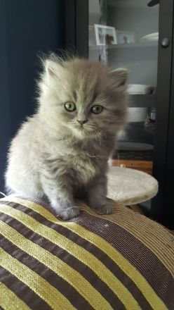 BKH/ BLH Kitten Kätzchen