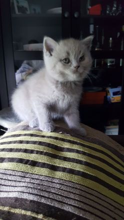 BKH/ BLH Kitten Kätzchen