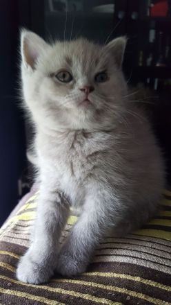 BKH/ BLH Kitten Kätzchen