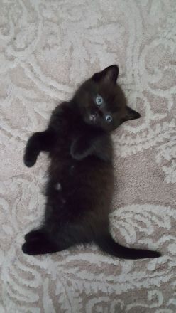 BKH/ BLH Kitten Kätzchen