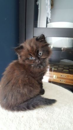 BKH/ BLH Kitten Kätzchen