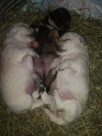 Chihuahua/Malteser Mix