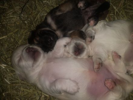 Chihuahua/Malteser Mix