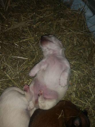 Chihuahua/Malteser Mix